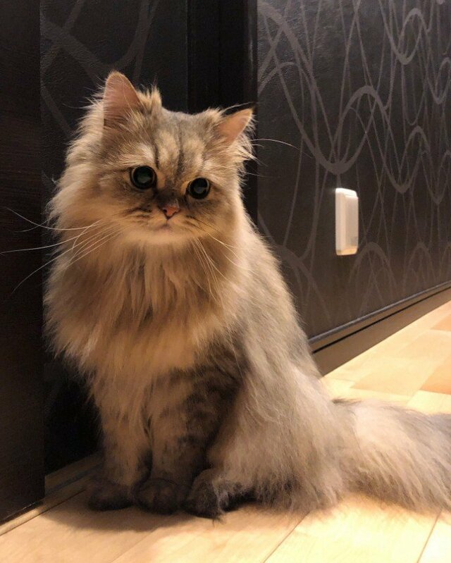 「尾行かな？」家具の陰から見つめる猫の視線…隠れきれていないモフモフが可愛い！