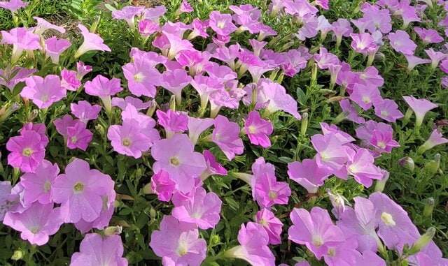 咲きすぎて感動します！わが家の庭に植えてよかった、最強「ペチュニア」梅雨の長雨にも真夏の蒸れにも負けず、花いっぱい！グランドカバーにも！