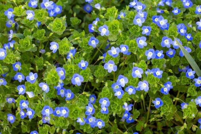 ベロニカ・オックスフォードブルー