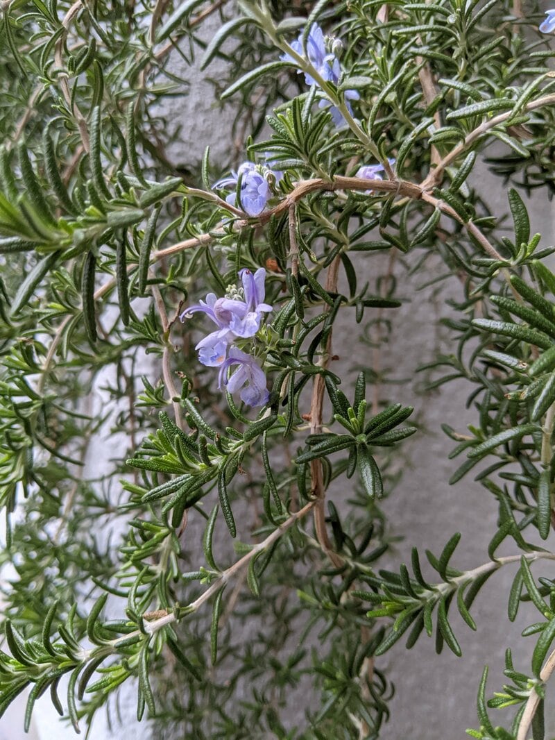 ローズマリー/筆者撮影