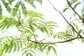 【初夏のインテリアに美しく馴染む】初めてでも管理しやすい観葉植物3選｜爽やかでハイセンスなインテリアグリーン