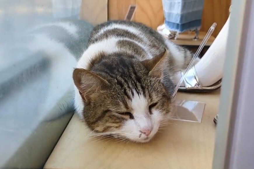 出所：@nekosanpoch