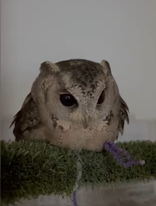 出所：@purinon2929k