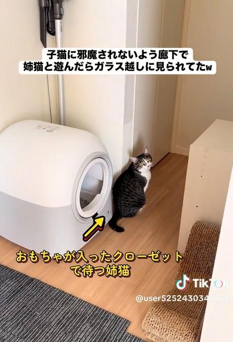 【猫の姉妹】姉が楽しそうにおもちゃで遊んでいると……妹の行動に笑いが止まらない