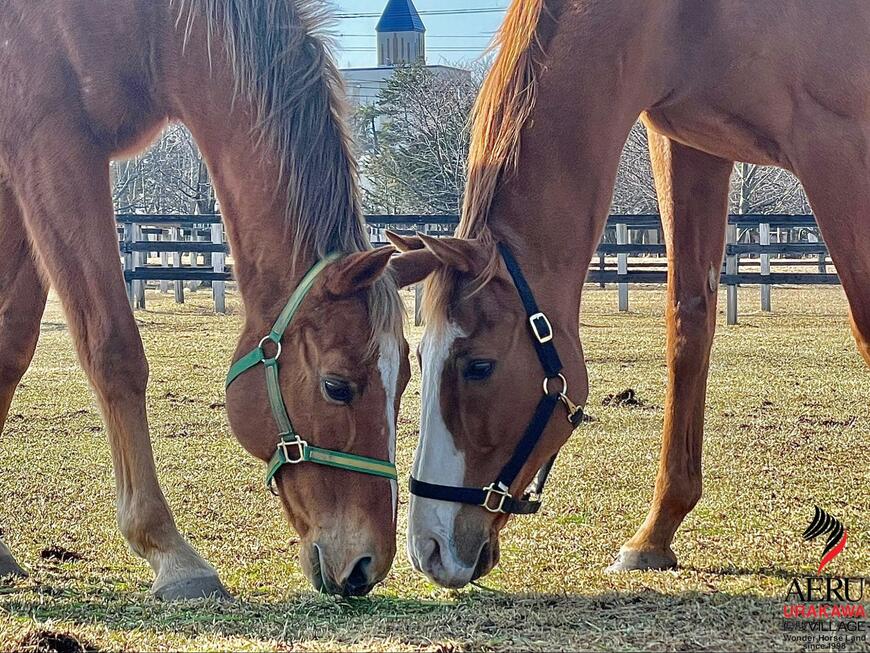 出所：うらかわ優駿ビレッジAERU