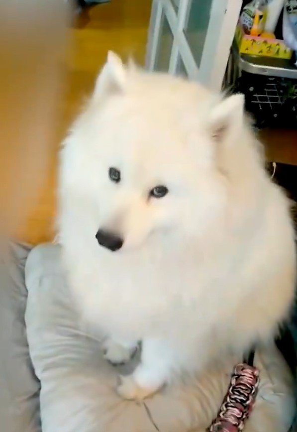 出所：@samoedsoran