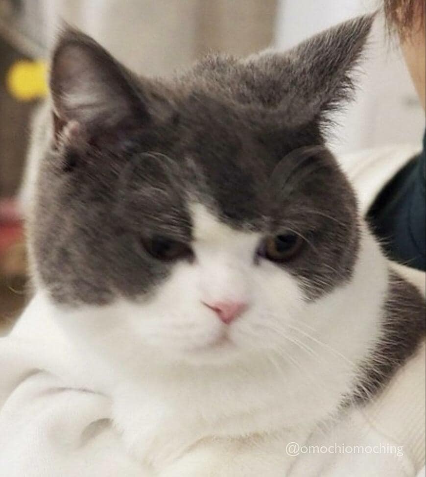 出所：@omochiomoching