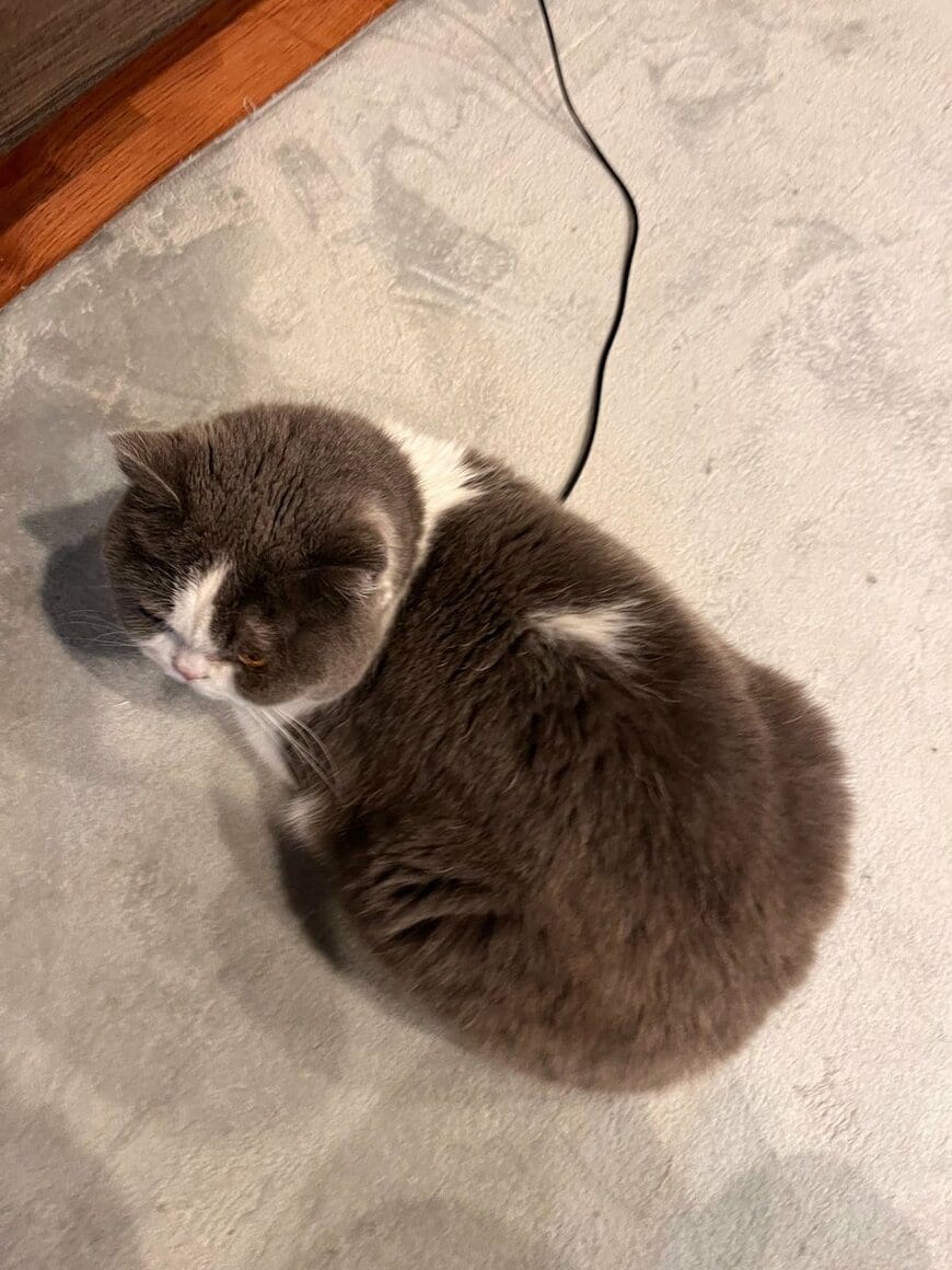 出所：@mog_cororincho