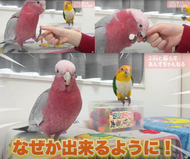 出所：@anz_omomiri