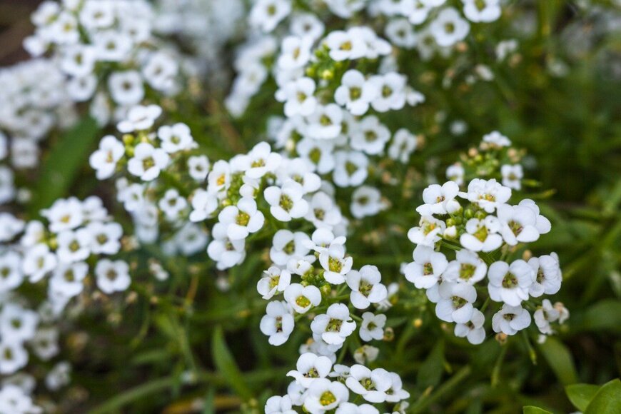 rootstocks/istockphoto.com