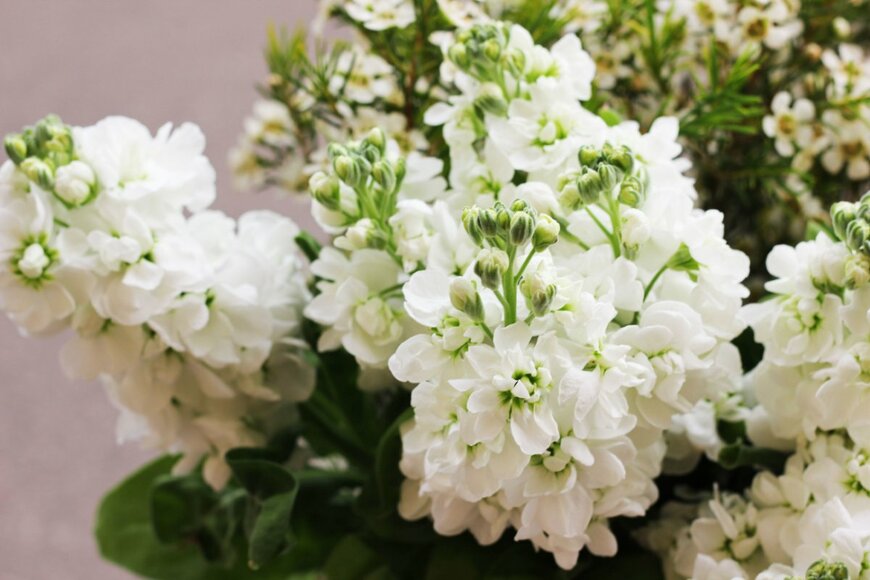 Totokzww/shutterstock.com