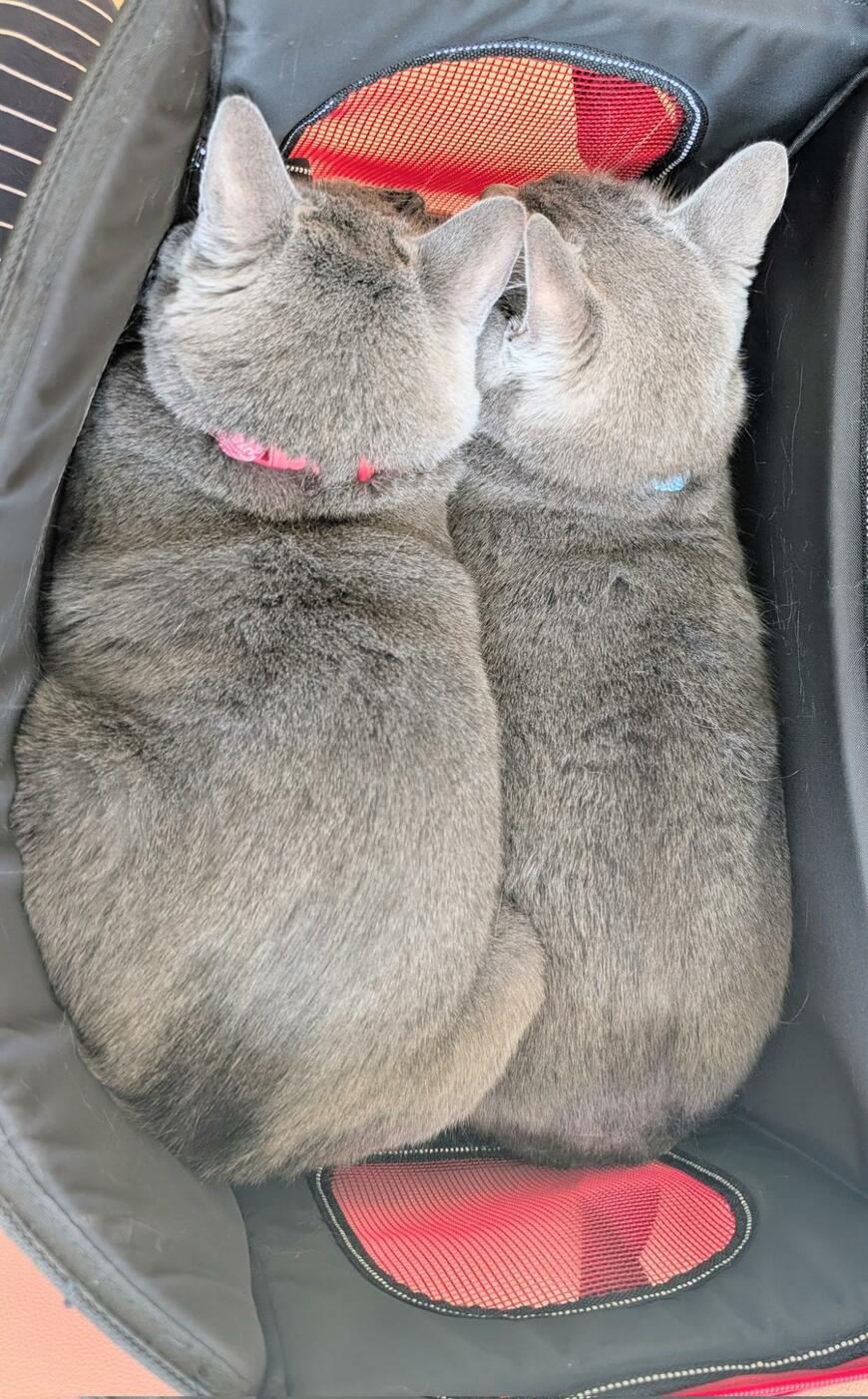 出所：@luna7taka9