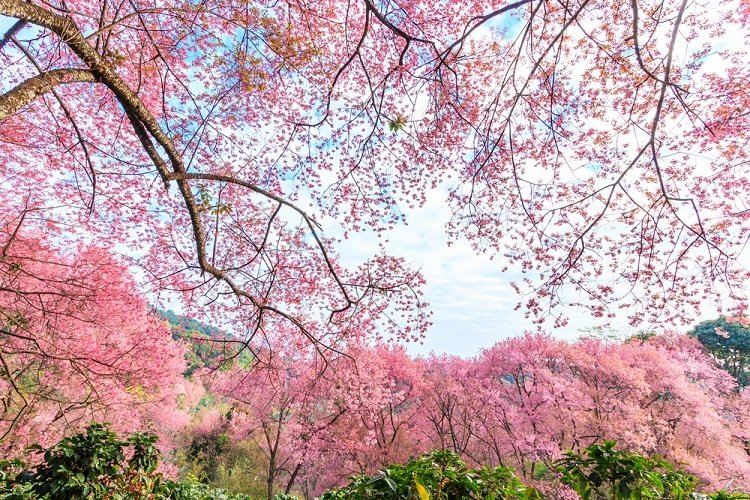 【格言から相場を読む】人の行く裏に道あり花の山－さすが千利休。目の付け所が違う