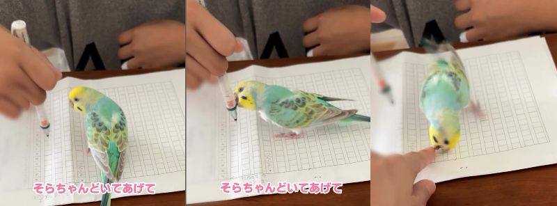 出所：@daiinkoteikoku_soraoto