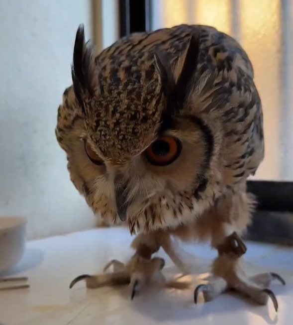 【賢いフクロウ】呼びかけはスルーしたのに…飼い主の一言で＜考えた末の反応＞が話題