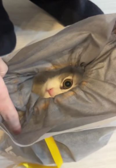 出所：@rurudiary_