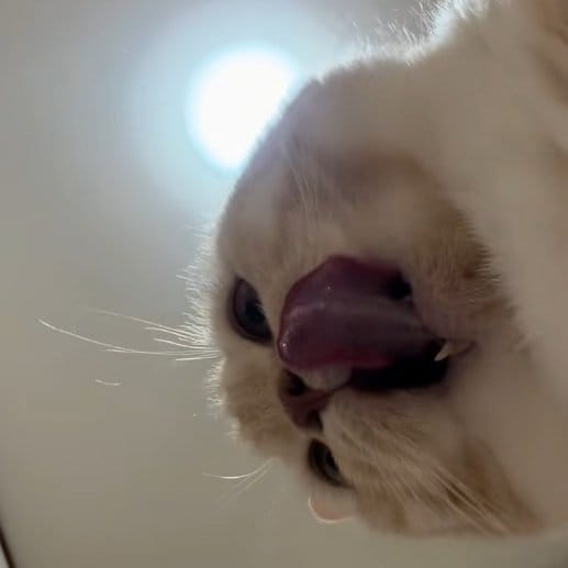 猫の食事シーンを下から撮ったら…「ずっと見てられる」光景に癒やされる