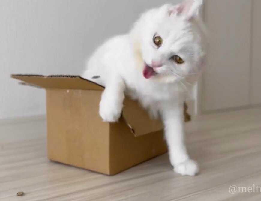 出所：@meltube_cat