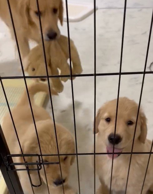 出所：@pu_channeldesu