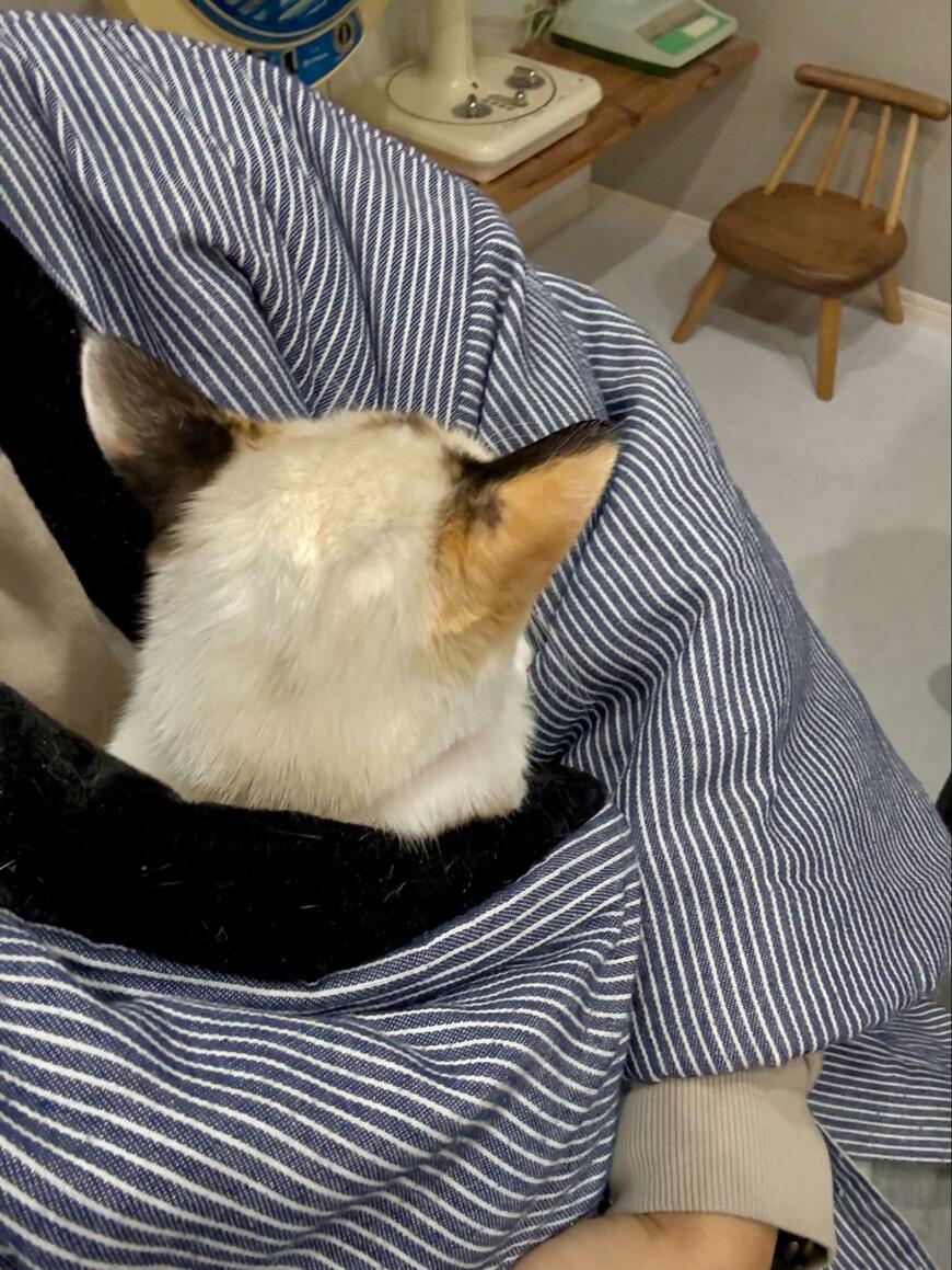 抱っこが大好きな保護子猫が「半てん」にすっぽり　その後…可愛すぎる展開にほっこり