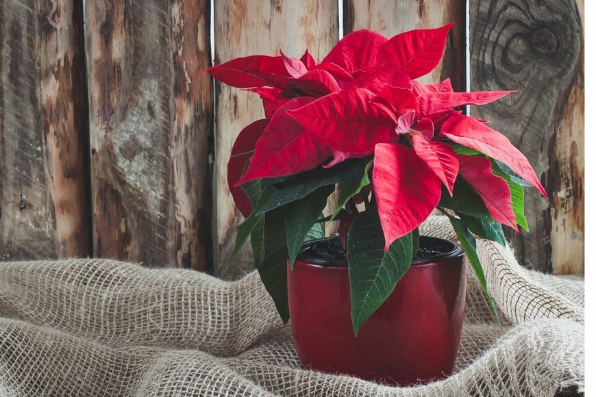 Ekaterina Senyutina/istockphoto.com