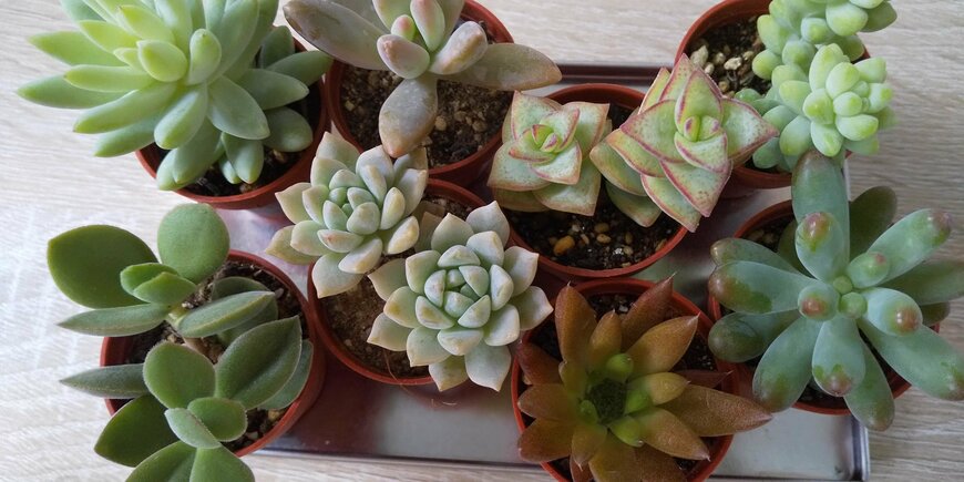 かわいらしい多肉植物たち。鉢の大きさは3.5センチほど、寄せ植えにもピッタリ。（著者撮影）