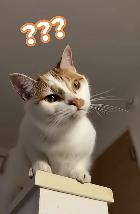 【癒し】飼い主さんの言葉に首をかしげる猫ちゃんが話題！コメント欄「可愛すぎる」の声