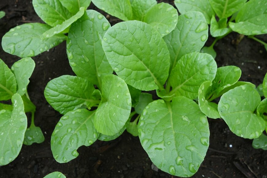 Ryoko Fujiwara/Shutterstock.com