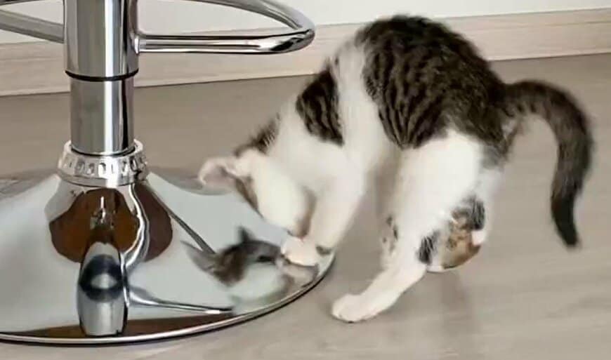 出所：@Saeroyi_cat