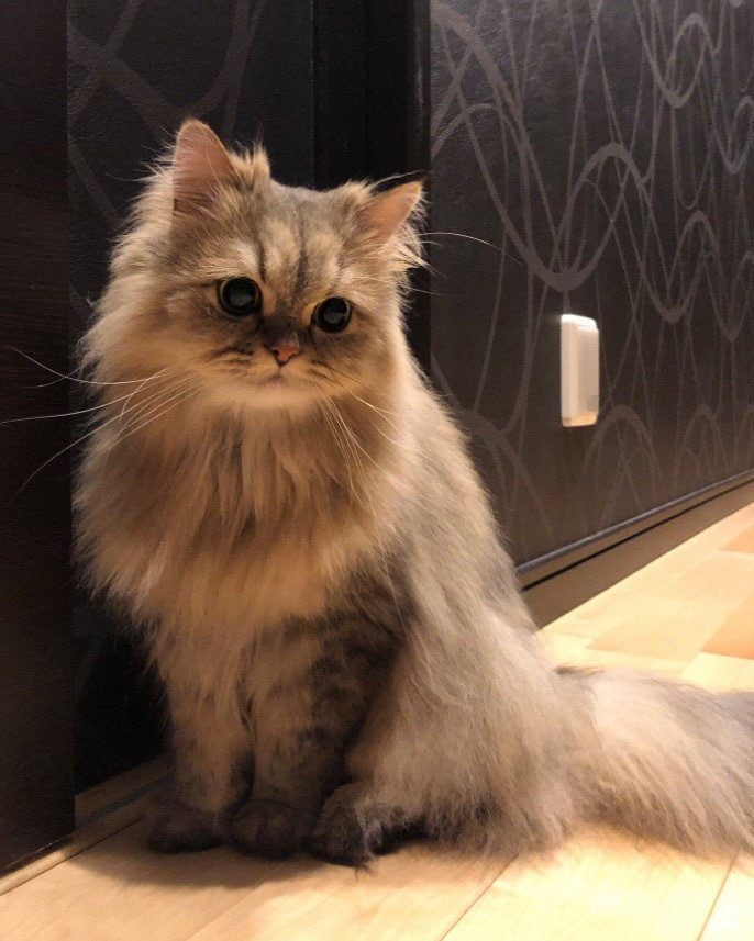 「尾行かな？」家具の陰から見つめる猫の視線…隠れきれていないモフモフが可愛い！