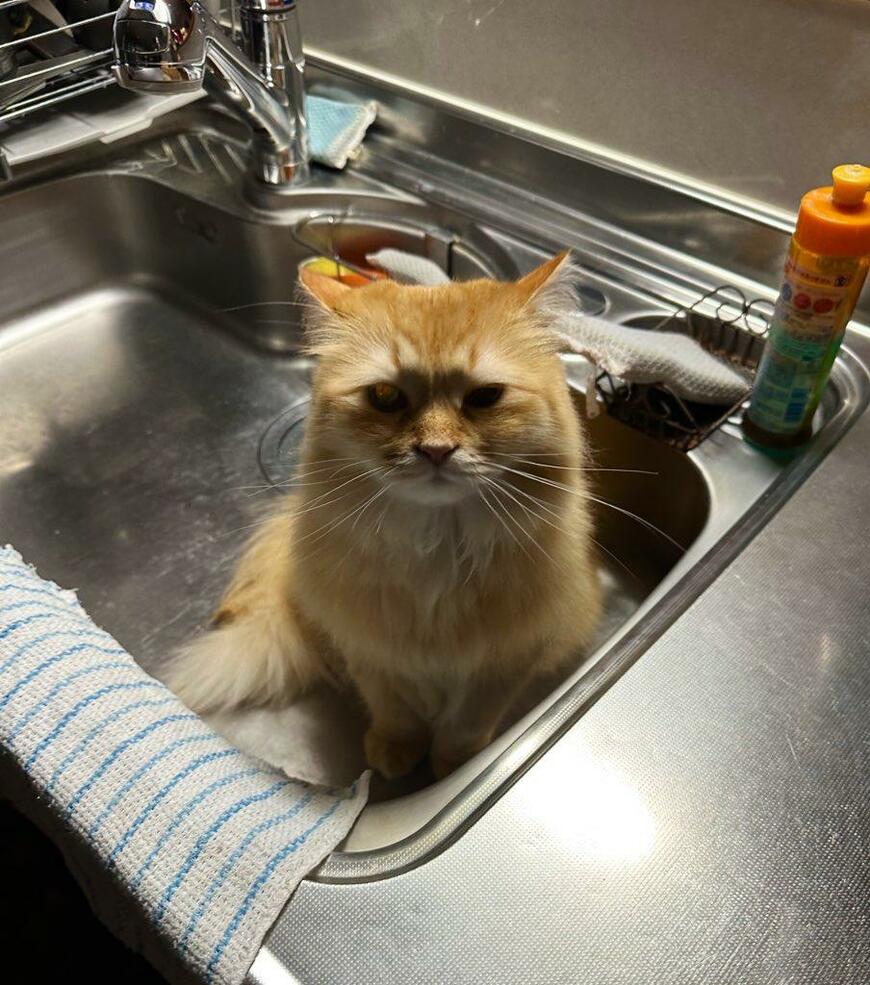 出所：@NEKOLAND13