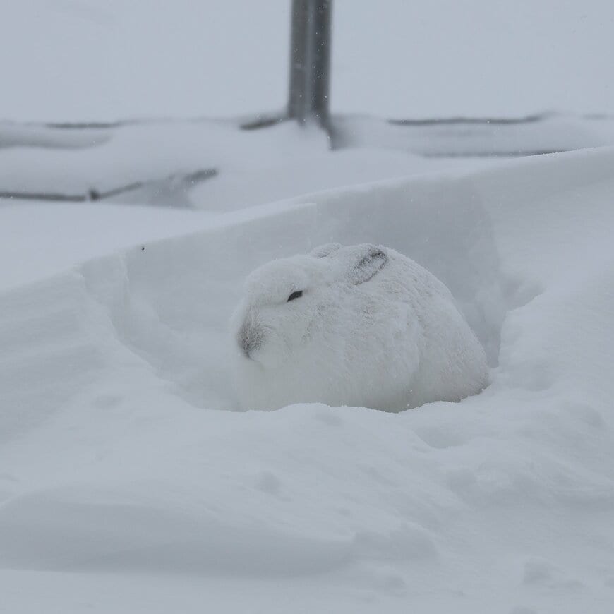 出所：@haskapfarm