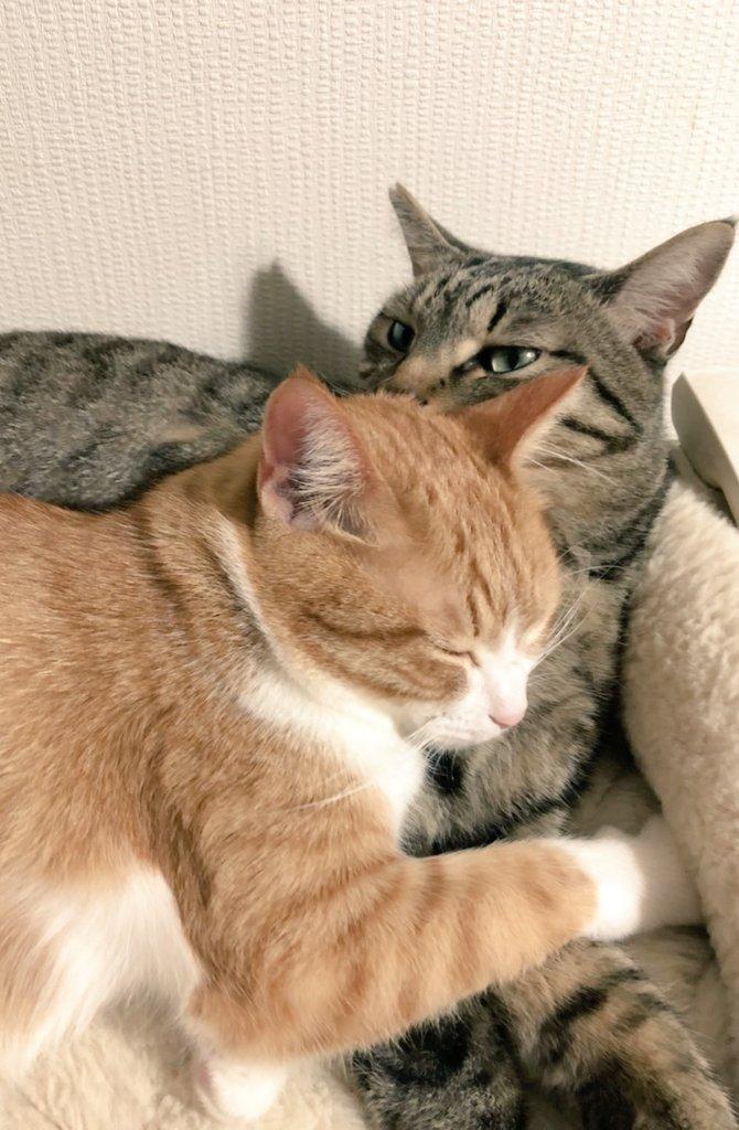 出所：@mero627puri914