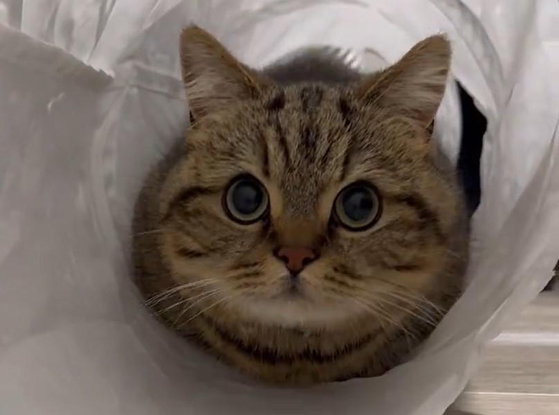 出所：@chopachabi81