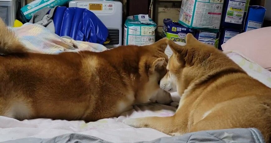 出所：@Shibamugi28