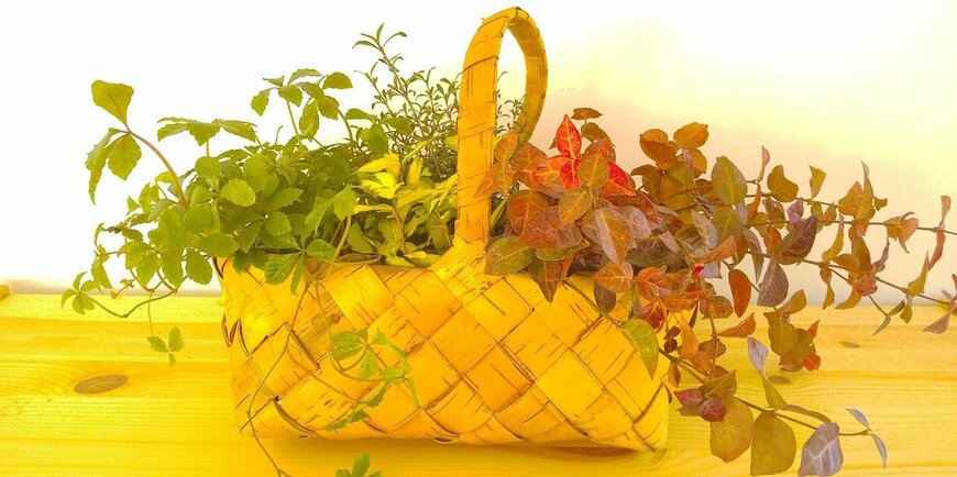 かごに入れて飾ってみても（LIMO編集部）