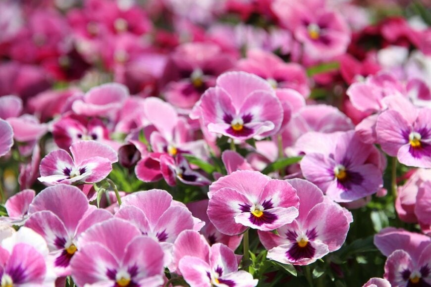 bietsu/shutterstock.com