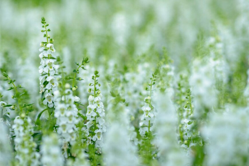 Linjerry/shutterstock.com