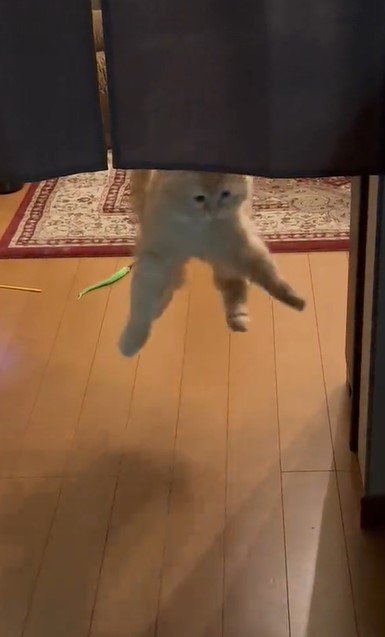 出所：@NEKOLAND13