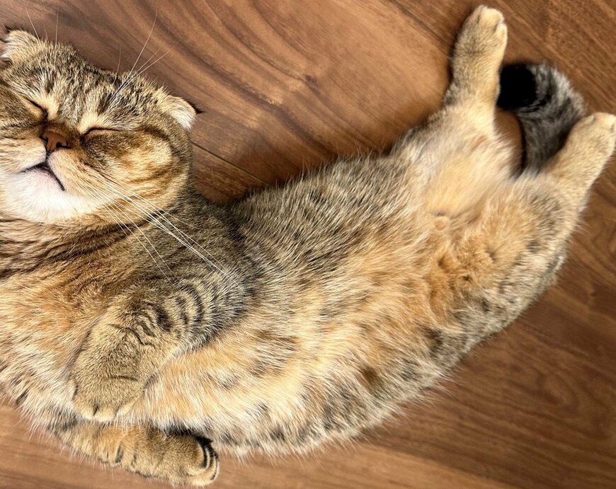 出所：@ponpokopontanu