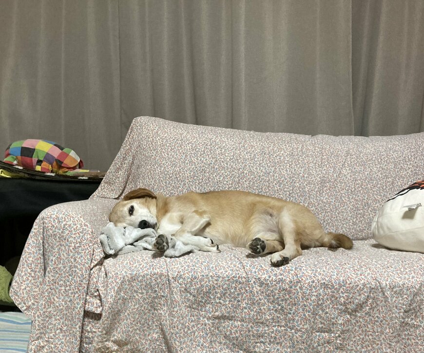 出所：てんむすさんと犬ちゃん@tenmusu_inuchan