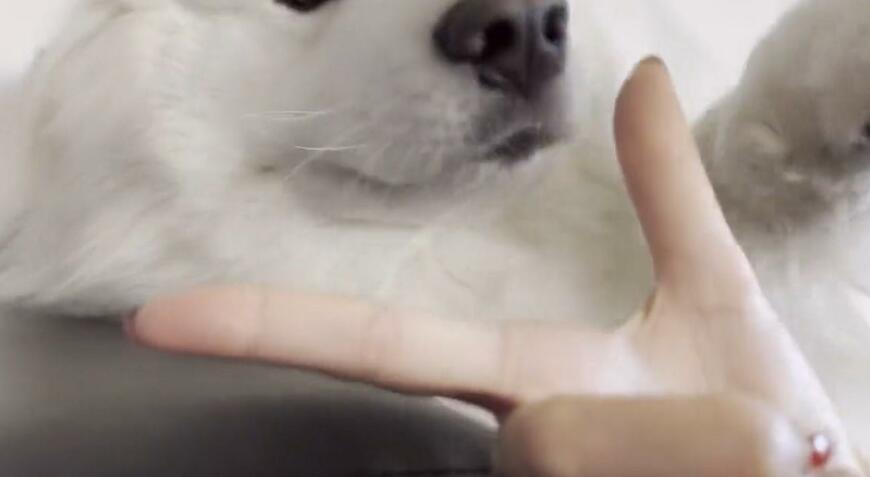 出所：@samoedsoran 