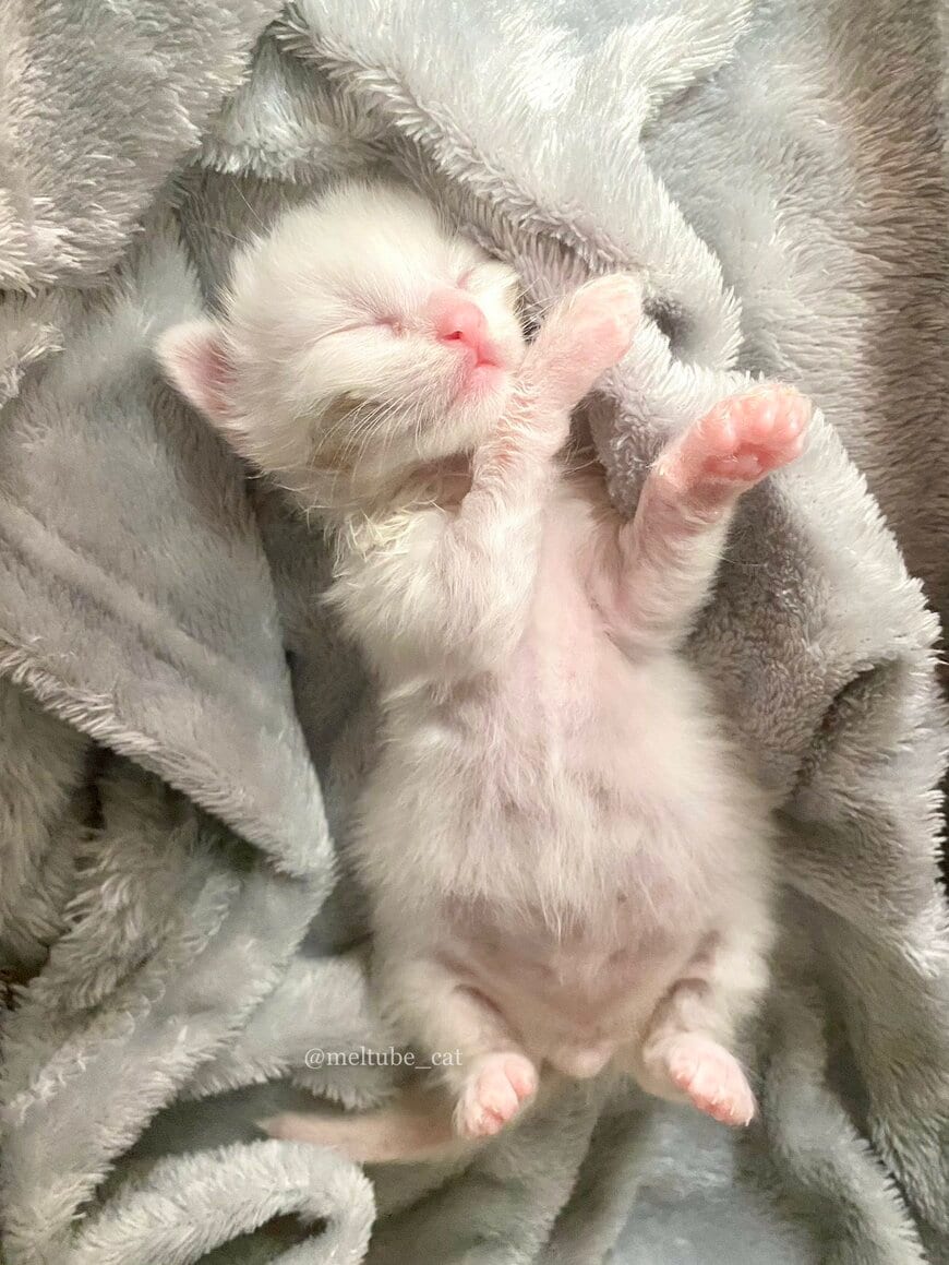 出所：@meltube_cat