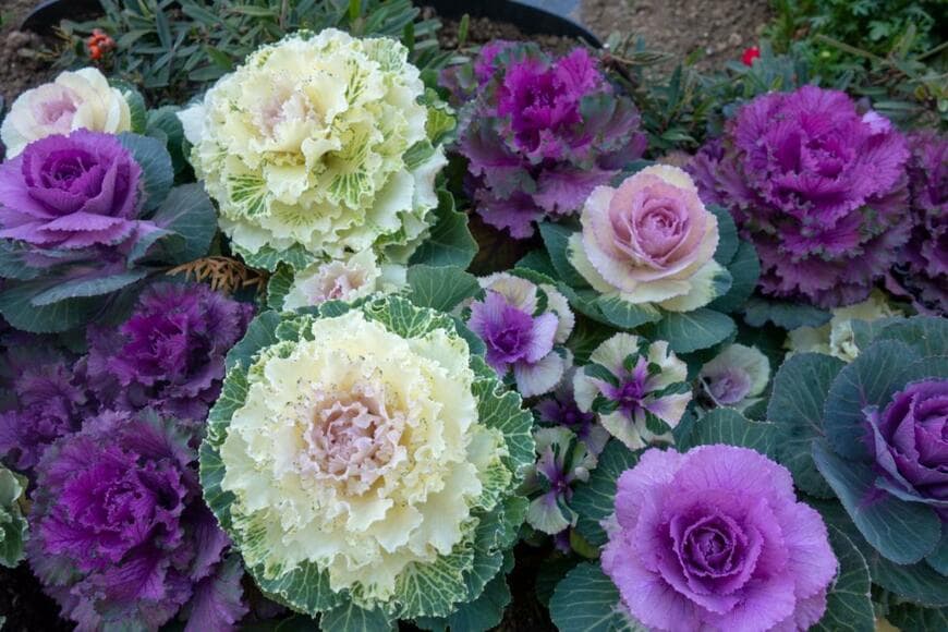 Aoi190/shutterstock.com