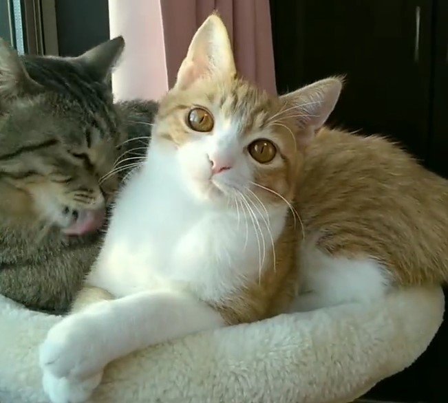 出所：@mero627puri914