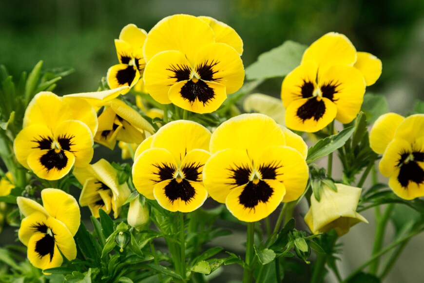 Mariia Khamidulina/shutterstock.com