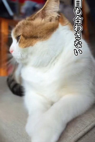 出所：＠nikoandkotatorowasabi