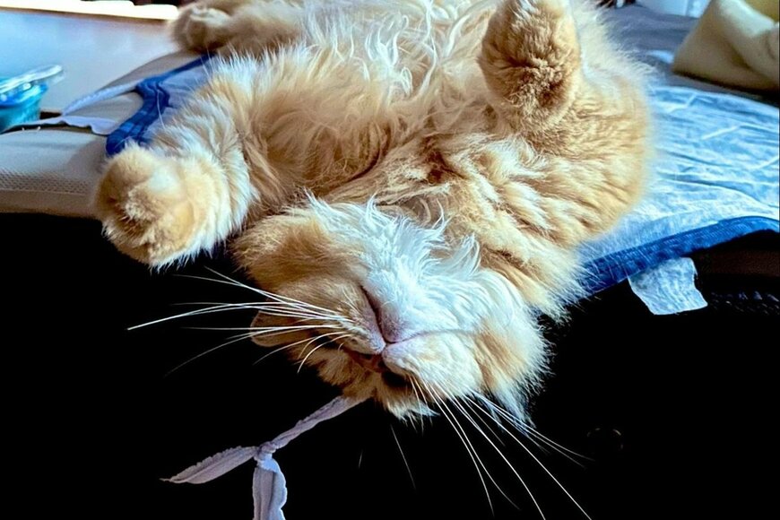 起床時に目撃した「熟睡中の飼い猫」に思わず二度見 斬新な体勢に「まるで小さい人間みたい」
