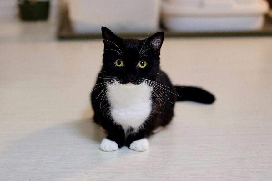 かわいすぎる「1歳の猫」の4年後　思わず二度見してしまう姿が話題に…