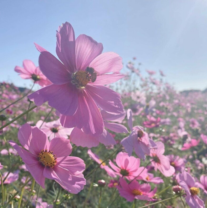 画像出所：＠arisayasuariyasu/Instagram